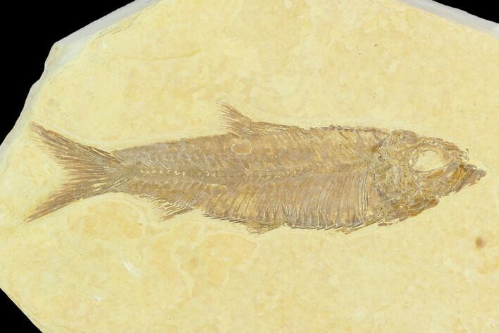 Fossil Fish (Knightia) - Green River Formation #122893